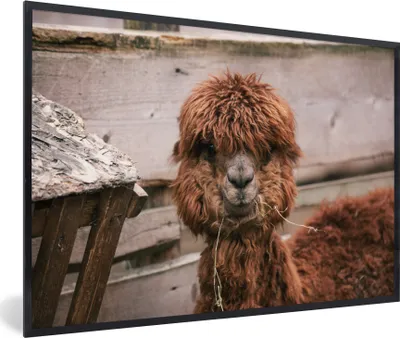 Produktbild von MuchoWow® MuchoWow® Gerahmtes Poster Alpaka - Tiere - Fell 90x60 cm - Poster mit zchwarzem Bilderrahmen - Fotorahmen - Foto-Plakat