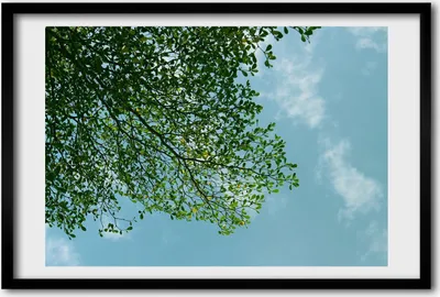 Produktbild von Bild 60x40 MDF-Rahmen, Wandkunst Blätter in den Himmel