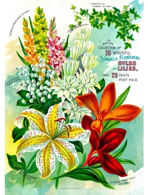 Immagine prodotto di ENJOY Puzzle Catalogo di fiori vintage - 1000 pezzi