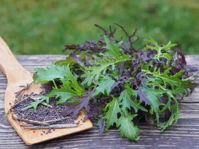 Image de 500 graines de mizuna rouge – moutarde japonaise à feuilles – résistante au gel jusqu'à -5 °C – salade asiatique épicée et douce – croissance rapide et rendement élevé – pour le jardin, les plates-bandes surélevées