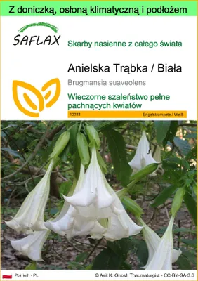 Zdjęcie produktu dla SAFLAX - Garden to go - Anielska Trąbka / Biała - 10 Nasiona - Z doniczką, pokrywą klimatyczną i podłożem do uprawy - Brugmansia suaveolens