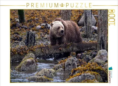 Produktbild von CALVENDO Puzzle Erste Nahrungssuche | 1000 Teile Lege-Größe 64 × 48 cm Foto-Puzzle für glückliche Stunden