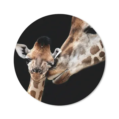 Produktbild von MuchoWow® Mauspad Mousepad Giraffe - Tiere - Schwarz - Porträt - Tiere 40x40 cm - Mousepads - Maus Mat - Pad - Mausunterlage - Schreibtisch Accessoires
