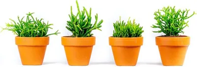 Obrázok produktu pre Gardners Rhipsalis mix, priemer 6 cm