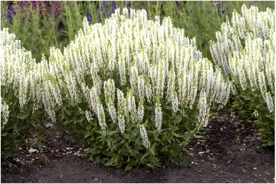 Produktbild von Stauden Gänge 5 x Salvia nemorosa 'Sensation White ®' im 1 Liter Topf - Weißer Steppensalbei - Strahlende Reinheit für Ihre Beete - Dauerblüher