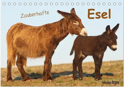 Produktbild von Zauberhafte Esel (Tischkalender 2026 DIN A5 quer), CALVENDO Monatskalender