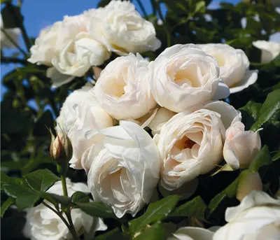 Produktbild von Dehner Rose Kletterrose Uetersener Klosterrose®, Züchter Tantau, gefüllte weiße Blüten, duftend, 15-30 cm, Topfware