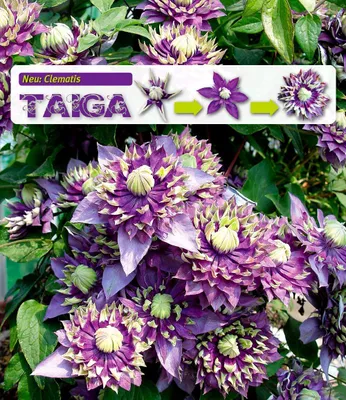 Produktbild von BALDUR Garten Gefüllte Clematis Taiga® 1 Pflanze, Waldrebe winterhart Klematis mehrjährige blühende Kletterpflanzen, pflegeleicht, Wasserbedarf gering, blühend, Clematis Hybride