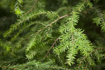 Produktbild von Tsuga canadensis, Kanadische Hemlocktanne, 60–80 cm