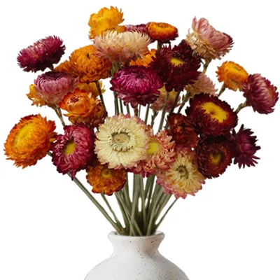 Trockenblumenstrauß, 20 Stück, 32 cm, natürliche Farben