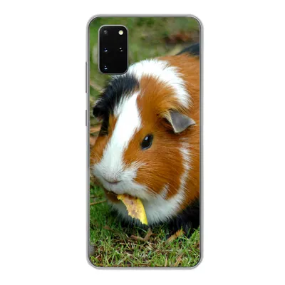 Produktbild von MuchoWow® Handyhülle Schutzhülle Hülle für Samsung Galaxy S20 Plus Meerschweinchen draußen Silikon Softcase Handy Hülle - Hartschale