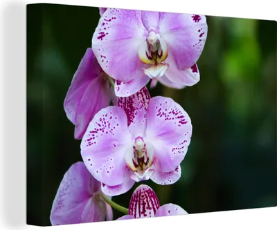 Obrázek produktu pro OneMillionCanvasses® Malba na plátně Nástěnná malba na plátně - Kvetoucí orchideje - 150x100cm