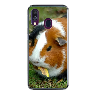 Produktbild von MuchoWow® Handyhülle Schutzhülle Hülle für Samsung Galaxy A40 Meerschweinchen draußen Silikon Softcase Handy Hülle - Handy-Tasche
