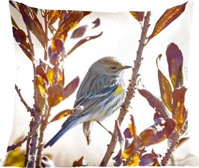 Produktbild von MuchoWow® Zierkissen Sofakissen Wohnzimmer Dekokissen 60x60 cm Vogel zwischen einem Zweig mit Blättern - Sitzfläche - Foto Polster