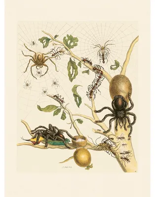 Productafbeelding van Maria Sibilla Merian Leningrader Aquarelle 2 Bd. Faksimile