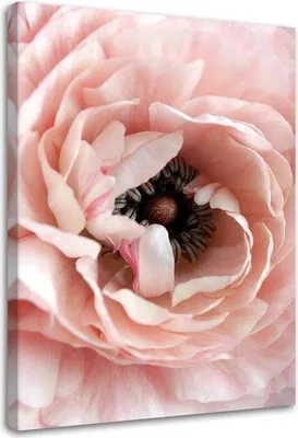 Produktbild von Leinwandbild pastellfarbene pfingstrose 80x120 cm Feeby rosa wandbild bereit zum aufhängen
