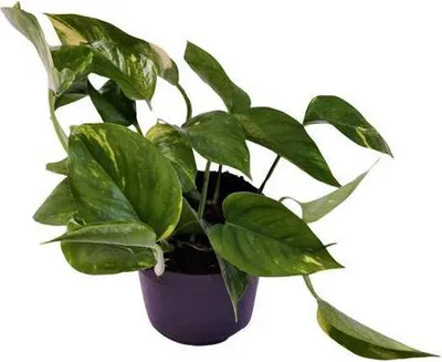 Immagine prodotto di Edera rampicante Scindapsus Epipremnum Aureum Ø12 cm ↕25 cm Pianta rampicante purificatrice dell'aria