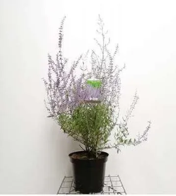 Produktbild von Perovskia atripl. 'Blue Spire' - Blauraute Blue Spire 50- 60 cm - Container