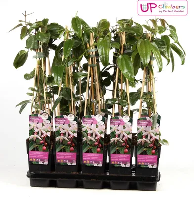 Produktbild von Immergrüne Clematis armandii 'Apple Blossom' 60-80 cm – Winterharte Kletterpflanze mit duftenden Blüten