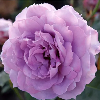 Produktbild von Rosa  - Kordes Feenrose - Rosa 'Novalis'