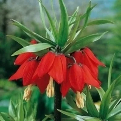 Produktbild von 5 Blumenzwiebeln, Rote Kaiserkronen Fritillaria imperialis rubra maxima, Gr. 20/24