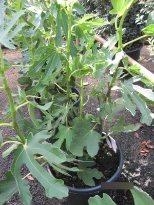 Produktbild von Feige Bornholms Diamant - Ficus carica - 40-60cm