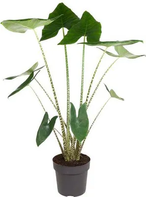 Produktbild von Tiger-Pfeilblatt – Alocasia Zebrina – Zimmerpflanze – 130cm – Ø32cm – tropische Grünpflanze mit Zebramuster-Stielen – dekorative Indoor-Pflanze