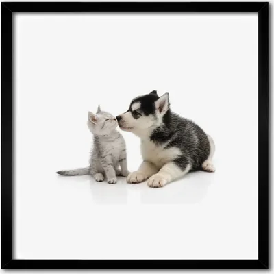 Produktbild von Bild - 50 cm x 50 cm - MDF - Rahmen, Wandkunst - Hund und Katze