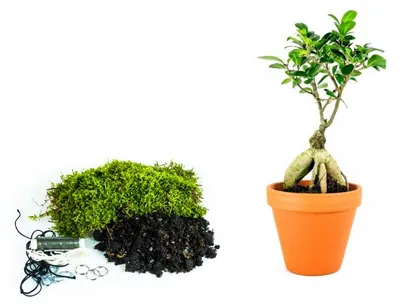 Zdjęcie produktu dla Gardners Kokedama "Vyrob si sám" Ficus Microcarpa Ginseng (M)