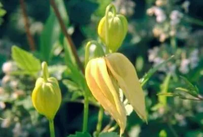 Produktbild von Clematis tangutica - Goldkelch-Waldrebe 50-60 cm | Topf