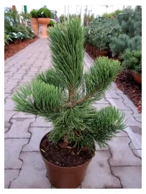 Produktbild von Schwarzkiefer Select - Pinus nigra - 25-30