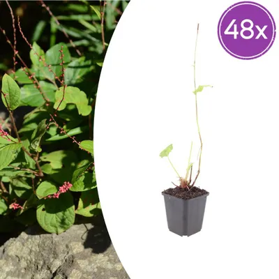 Produktbild von Persicaria a. 'Speciosa' | 48 Stück - 10-25cm - Ø9cm - Gartenpflanze