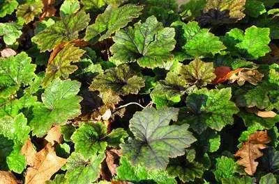 Image de 6 x Tellima grand. 'Rubra' - Fausse racine de mandragore - pot 9 x 9 cm