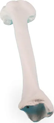 Produktbild von Erler-Zimmer Schienbein Modell Tibia