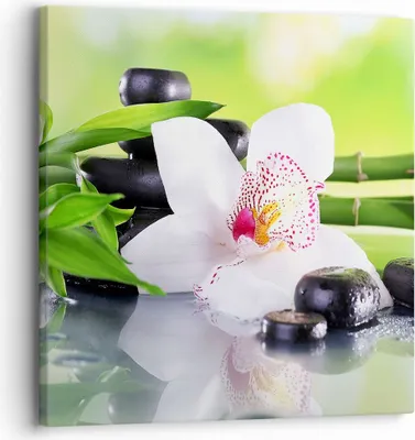 Produktbild von Bild auf Leinwand - Leinwandbild - blume orchidee - 30x30cm - Wand Bild - Wanddeko - Wandbilder - Leinwanddruck - Bilder - Kunstdruck - Wanddekoration - Leinwand bilder - Wandkunst - AC30x30-3659