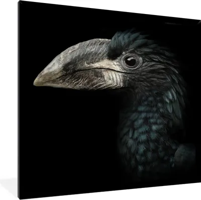 Produktbild von MuchoWow® Gerahmtes Poster Vogel - Porträt - Hornvogel - Schwarz - Tiere 40x40 cm - Poster mit Schwarzem Bilderrahmen Wandposter Rahmen Foto Bilder - Mit Rahmen - Wanddekoration Schlafzimmer