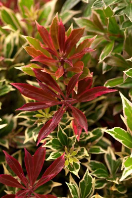 Produktbild von Pieris japonica 'Flaming Silver', Japanische Lavendelheide, 40–50 cm
