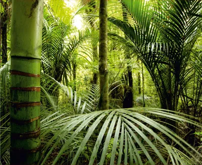 Immagine prodotto di Sanders & Sanders fotomurale giungla verde 375 x 270 cm