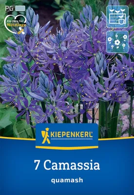 Produktbild von Kiepenkerl Prärielilie Camassia quamash 7 Zwiebeln