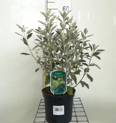 Produktbild von Brachyglottis 'Sunshine' (senecio greyi 'hort') - Schmetterlingsstrauch 20- 30 cm Container