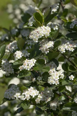 Produktbild von Aronia prunifolia 'Viking', Apfelbeere, schwarz, 40–60 cm