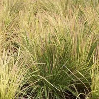 Obrázek produktu pro 6 x Schmiele Golden Dew - Deschampsia cespitosa 'Goldtau' | květináč 9cm x 9cm