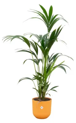 Produktbild von Kentia-Palme einschließlich elho Jazz Rund gelb - 150-160cm - Ø26cm - Zimmerpflanze - Komplett-Set - Pflanze mit Topf