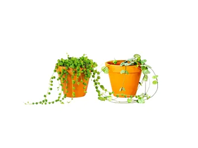 Obrázek produktu pro Gardners Set rostlin DUO Ceropegia a Senecio