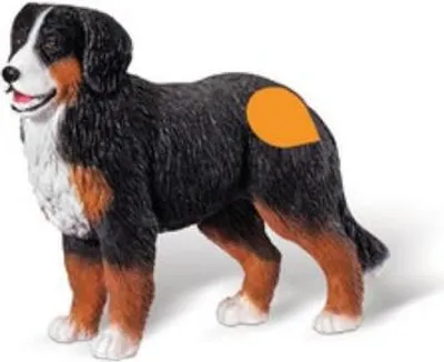Produktbild von Ravensburger - Tiptoi Spielfigur Berner Sennen Hund