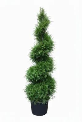Produktbild von Thuja Smaragd Spirale 160–170 cm – Edelthuja Formpflanze – immergrün & winterhart