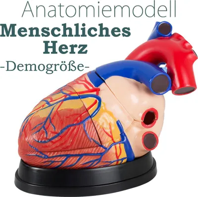 Obrázok produktu pre Anatomický model ľudského srdca anatomický model tela anatomický model ľudského srdca ľudské modely veľké 34 cm MedMod