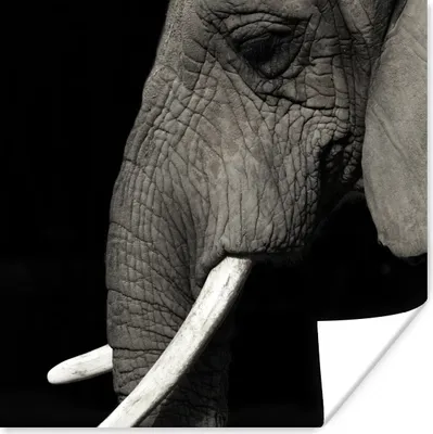 Produktbild von MuchoWow® Poster Elefant - Tier - Stoßzahn 75x75 cm - Wand Dekoration