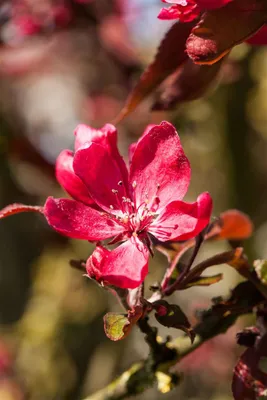 Produktbild von Zierapfel Dark Rosaleen 60-100 cm, im Topf - Malus