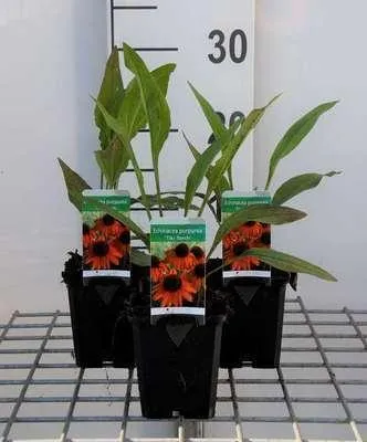 Produktbild von 6 x  Echinacea purp. 'Tiki Torch'® - Sonnenhut - Topf 9 x 9 cm